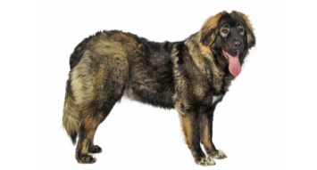 Caucasian Shepherd Dog
