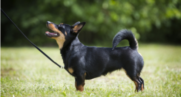 Lancashire Heeler