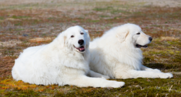 Maremma Sheepdog