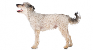 Pumi