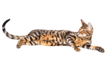 Toyger