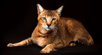 Chausie