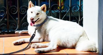 Kishu