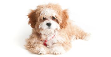 Cavapoo