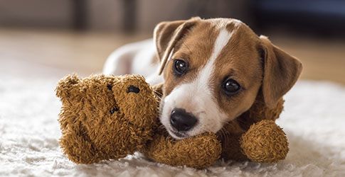 How Long Do Dogs Live For? Small, Medium & Large Breeds