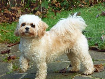 Cavachon