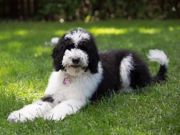 Sheepadoodle