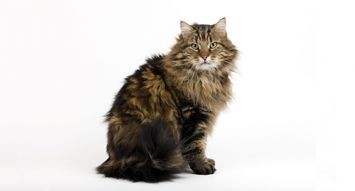 Domestic long-haired cat