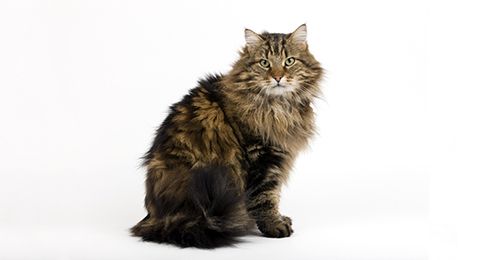 Domestic Long Hair Cat Breed Profile | Petfinder