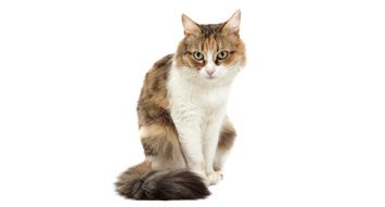 Domestic Medium Hair Cat Breed Profile Petfinder