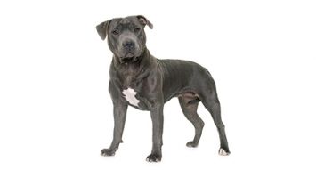 what are the features of a pitbull