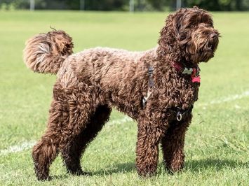 is a labradoodle hypoallergenic