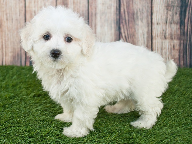 what are some small fluffy dog breeds