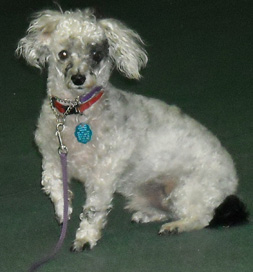 dog-adoption-poodle-crackers-owens Crackers Owens