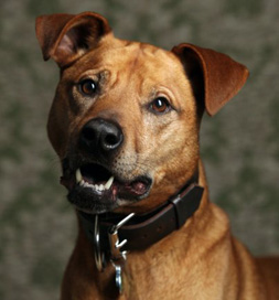 dog-adoption-dozer Dozer