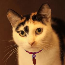 adoptable cat photo