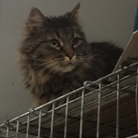 Stevie keeps an eye on things