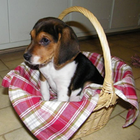 Baxter in his basket