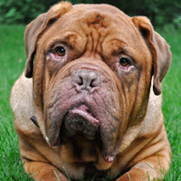 Abe, a dogue de Bordeaux
