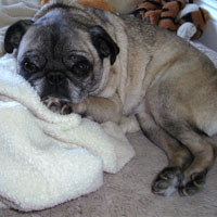 Pug sleeping Lacey takes a nap