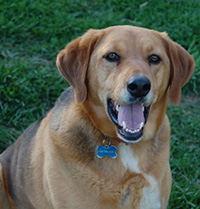 Bloodhound mix smiling
