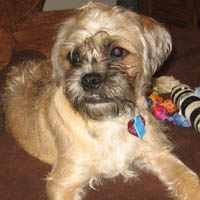 Brussels griffon dog