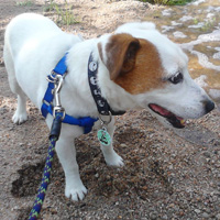 Jack Russell Terrier