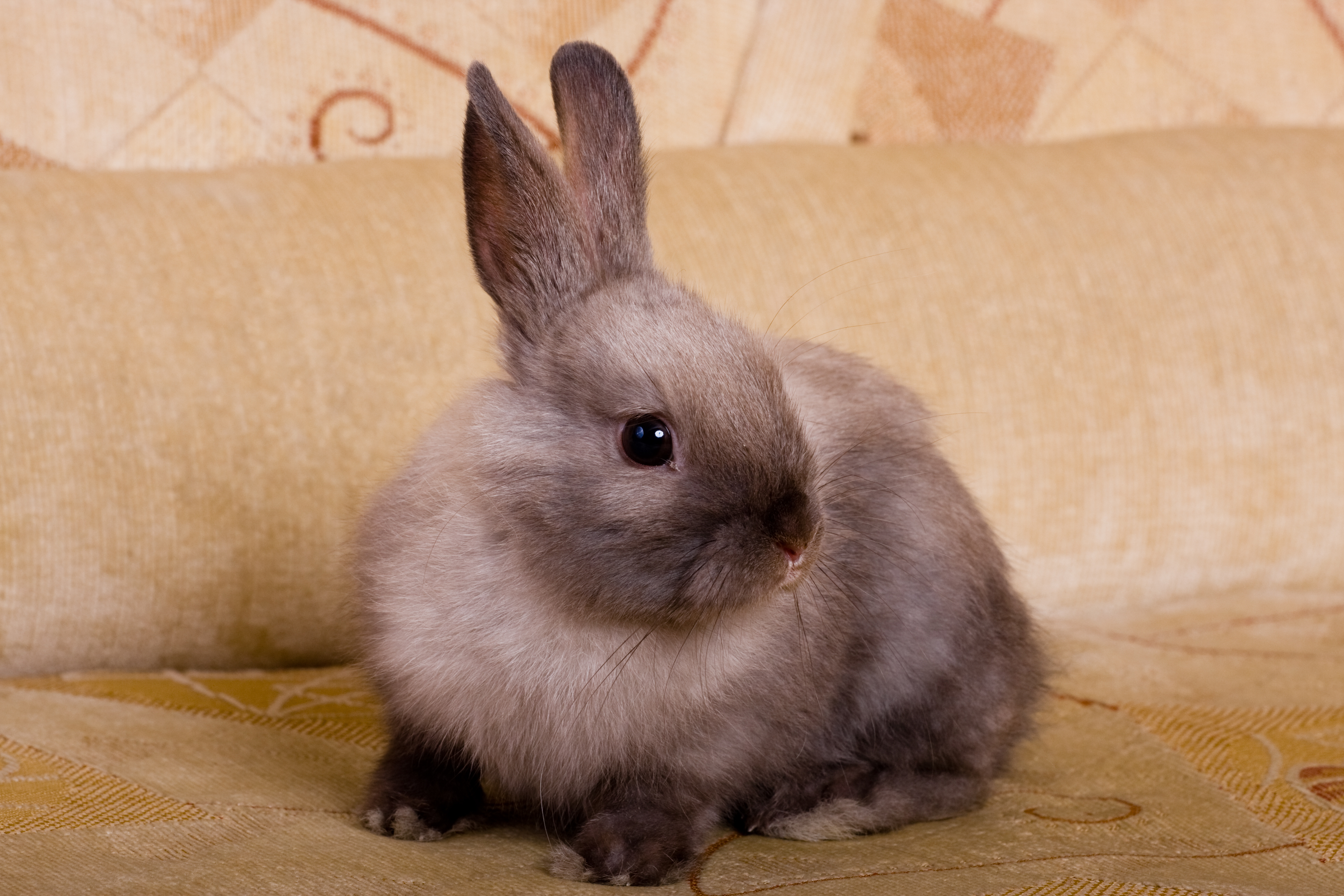 do rabbits get along with dogs