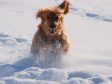 Snow Dogs Dog Treats Site Youtube Com Snow Dogs Dog Treats Site Youtube Com