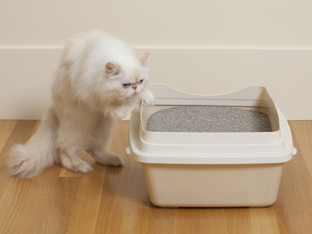 peeing outside the litter box