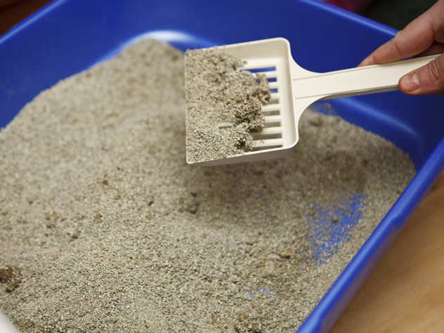 when to clean litter box