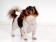 how to not to bark when left alone barking when left alone petfinder how to not to bark when left alone barking when left alone petfinder