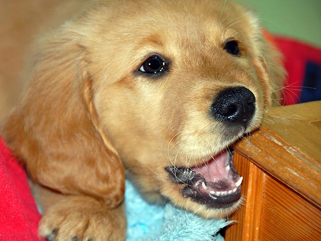 how to teach dog not to chew shoes