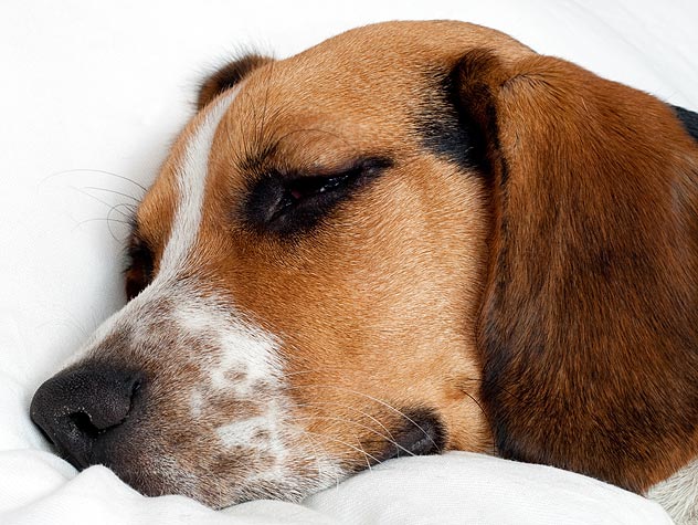 can antibiotics cause anemia in dogs