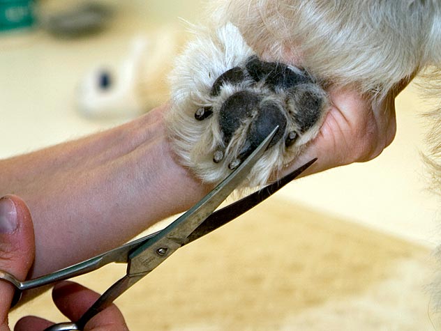 How to Trim Your Dog's Nails | Petfinder