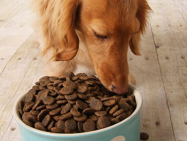 How Much Should You Feed Your Dog? - Petfinder