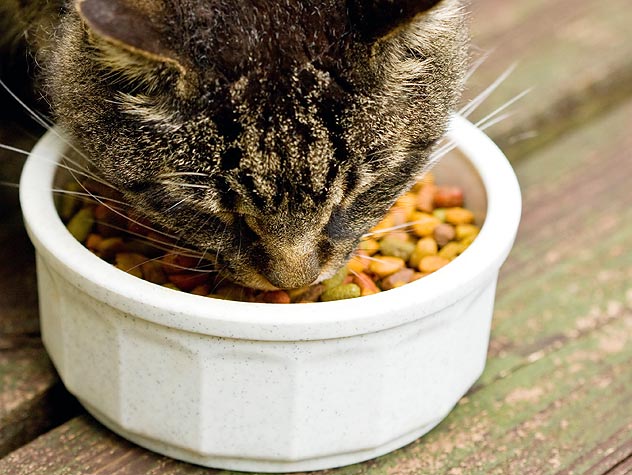 cat stopped eating dry food but eats wet food