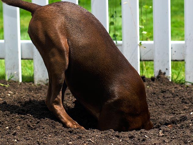 digging petfinder