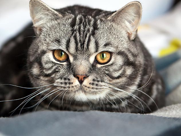 9 Ways To Welcome Home Your New Cat Petfinder