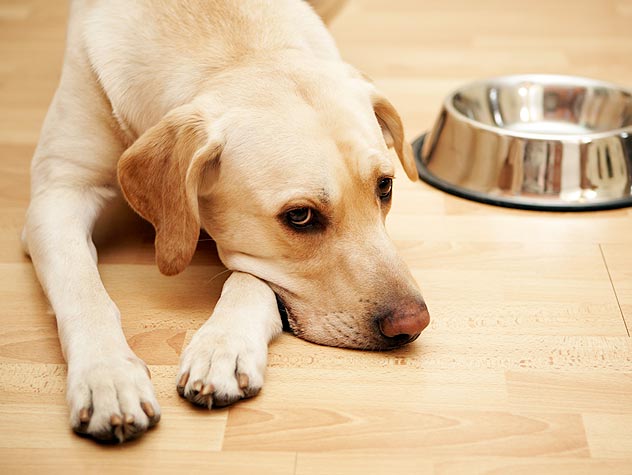 does it really matter what kind of dog food you feed your dog