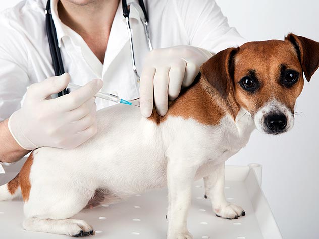 what happens if dog is not vaccinated