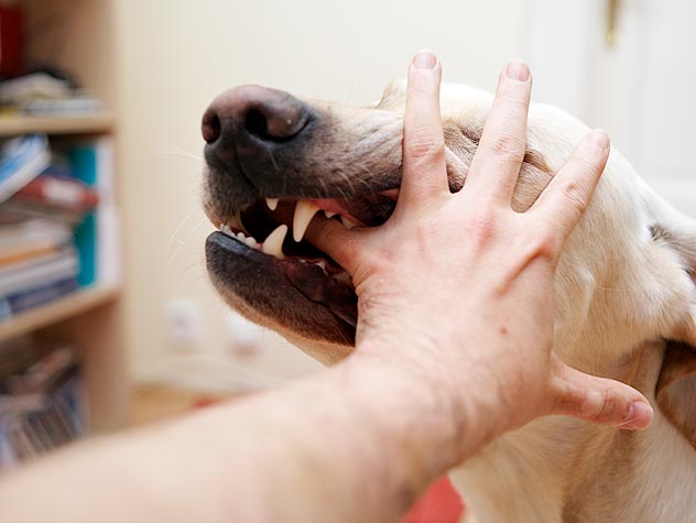 what causes a dog to bite someone