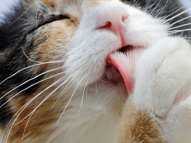 Do cats licking their fur actually clean them