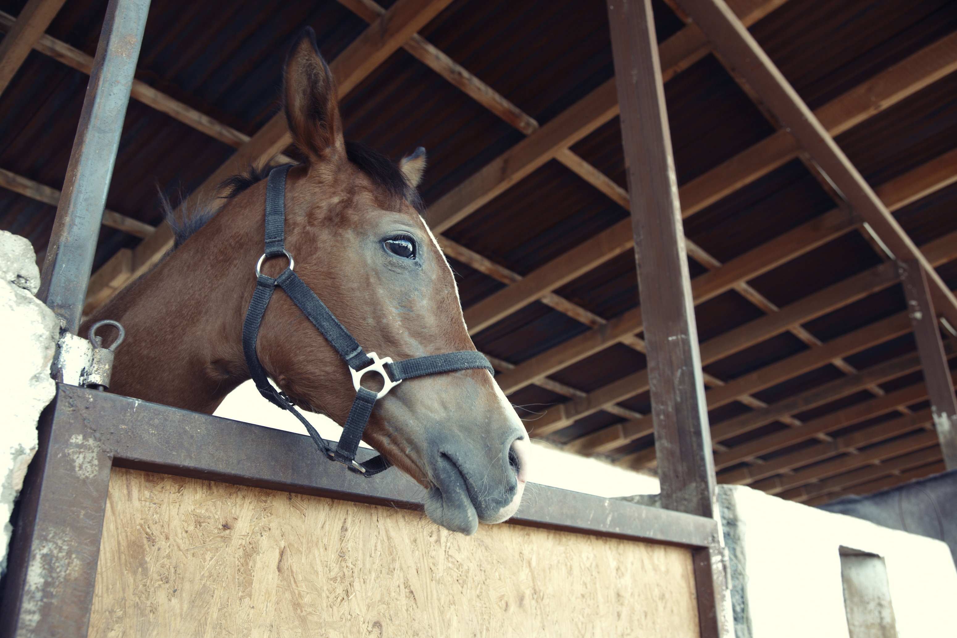 HeatInduced Disease & Exhaustion in Horses Petfinder