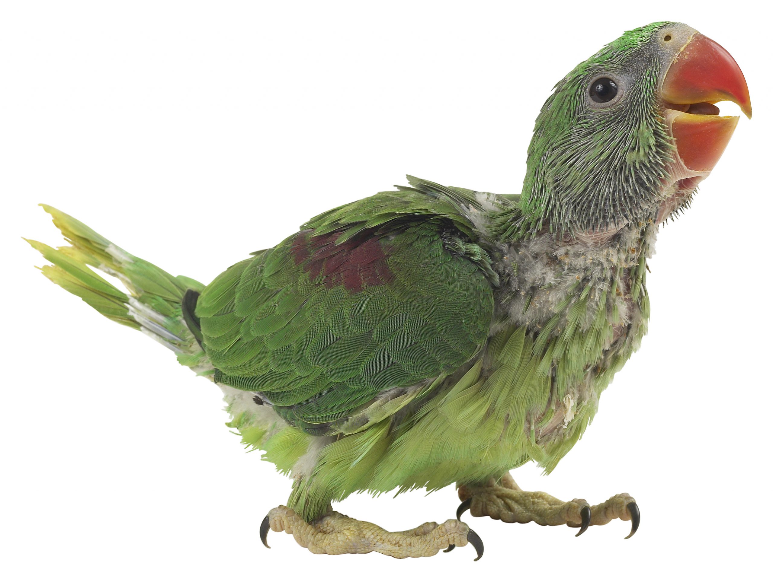 Household Items Dangerous to Pet Birds Petfinder