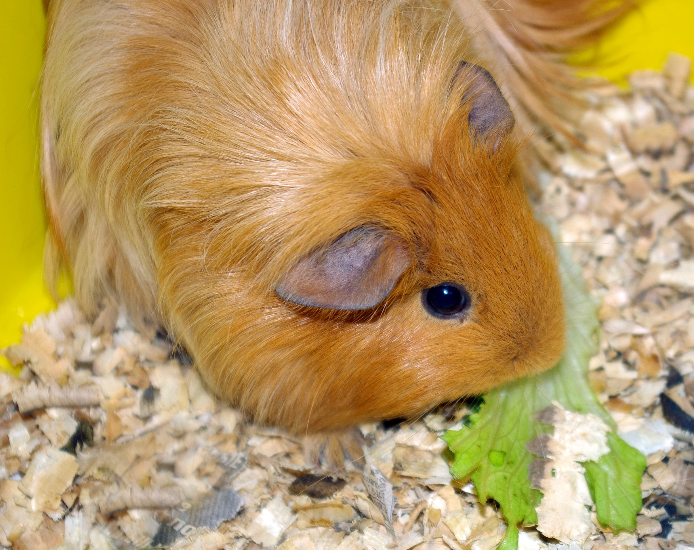 guinea pig runs from me