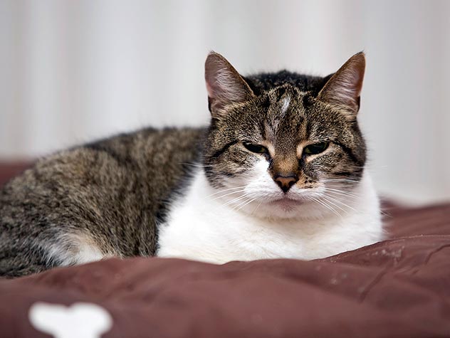 Will Wet Food Help Cat Constipation Will Wet Food Help Cat Constipation