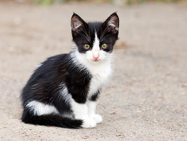 taking care of a stray kitten