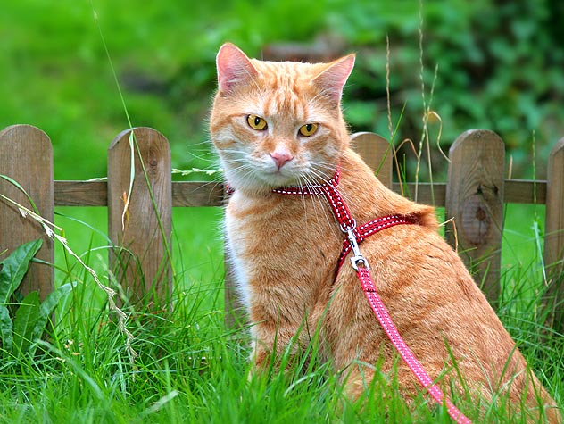 turning an outdoor cat to an indoor cat