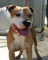 dog-teddy-TX1598.24495479-1-x brown and white pit bull dog